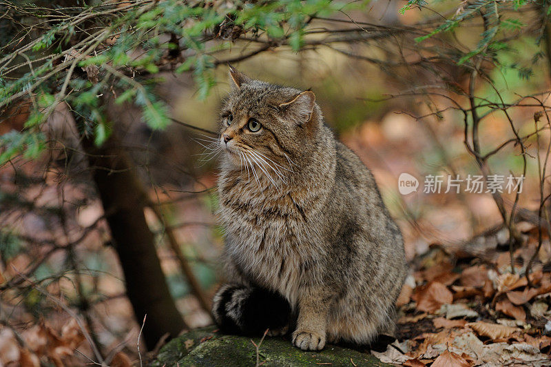 野猫(Felis silvestri)